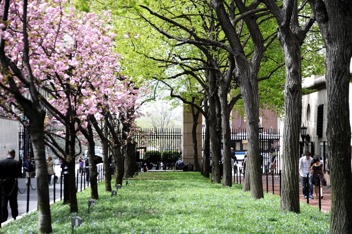 Spring blossoms and trees along Columbia’s College Walk